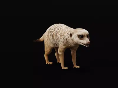 Slender Tailed Meerkat Mongoose 3D model