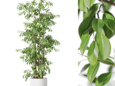 Plants collection vol 47