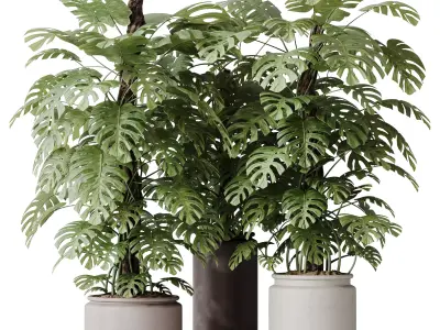 Elegant Monstera Deliciosa Large Leaf Form Swiss Cheese 3D model