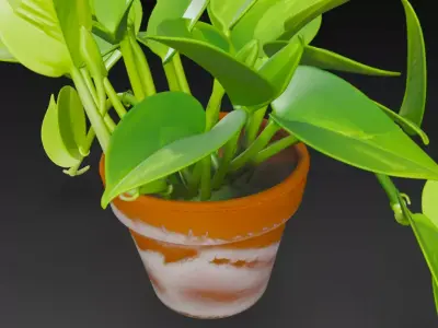 3D Pothos Plant Pot 3D model