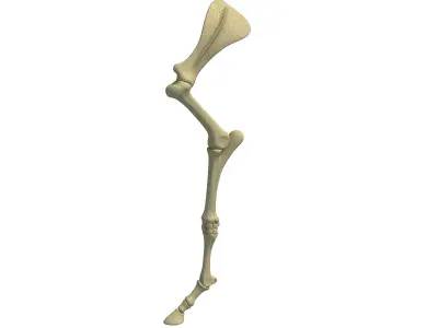 Detailed Animal Skeleton Arm 3 3D model