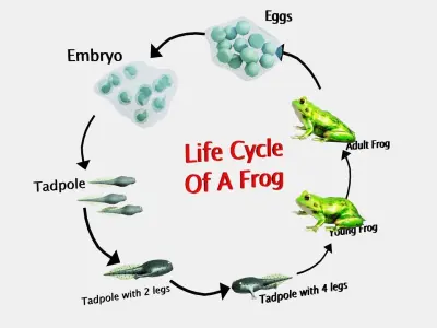 Life Cycle of a Frog Low-poly 3D model