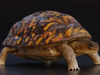 Turtle tortoise Low-poly 3D model