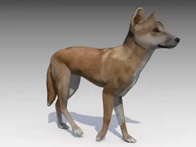 Dingo kangaroo Low-poly 3D model