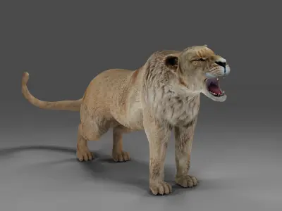 Lioness Rigged V01 in Blender Low-poly 3D model