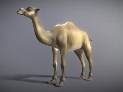 Camel 3D model