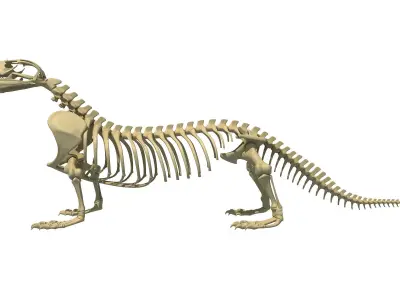 Komodo Dragon Skeleton 3D model