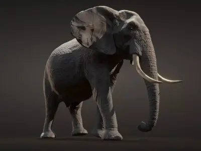 African elephant  Low-poly 3D model