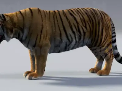 Tiger maya 3D model