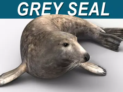 Grey Seal 3D model
