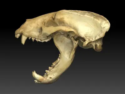 Badger Skull with open jaw 3D model