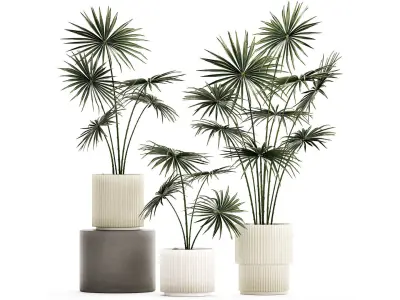 Beautiful fan palms in flower pots for decoration 1280 3D model