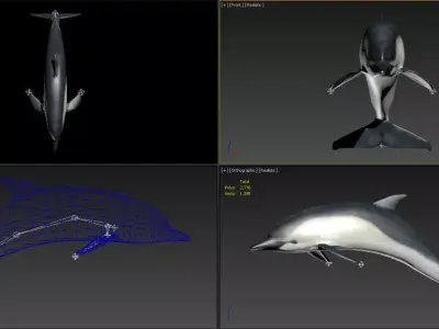 3DMAX model-dolphin binding animation 3D model