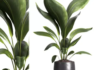 Indoor plant 016 3D model