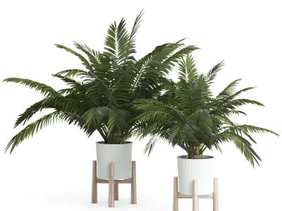 Palms In Pot 3D model