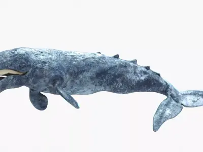 Realistic Gray Whale Rigged Low-poly 3D model