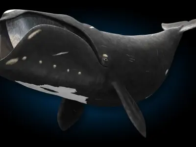 North Atlantic Right Whale 3D model