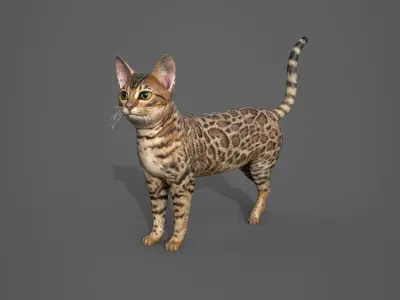 Cat Tabby 3D model
