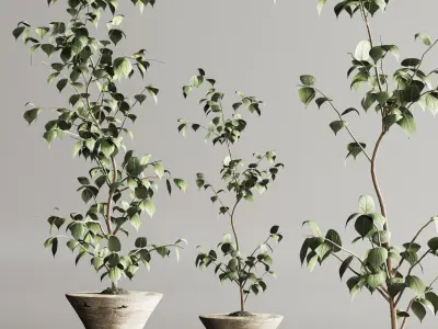 Indoor Plant Set 105 3D model