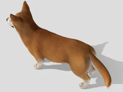 Dog - Corgi Low-poly 3D model