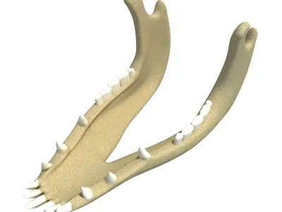 Jaw of Animal 3D Model 3D model