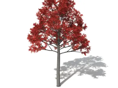 XfrogPlants Illawarra Flame Tree 3D model