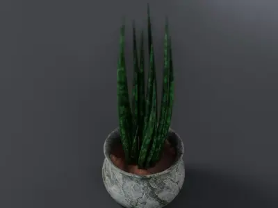 Sansevieria cylindrica - Sword of Ogum Free 3D model