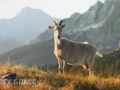 Goat 01 Animated VFX Grace 3D model