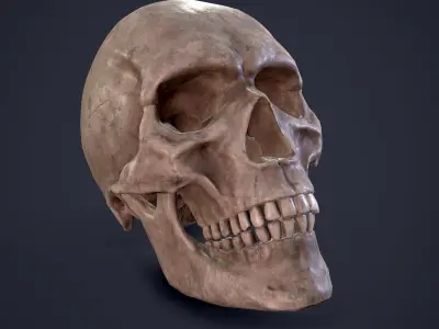 Skull human Free low-poly 3D model
