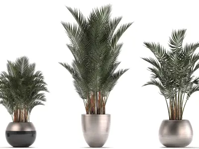 Collection of Exotic plants palms Howea 3D model