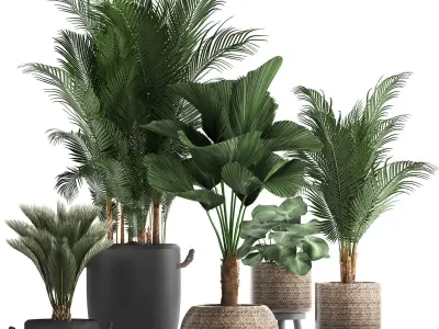 Collection of exotic palm trees in pots 422 3D model