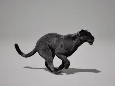 Black Jaguar Animated UNREAL project  Maya base rig 3D model