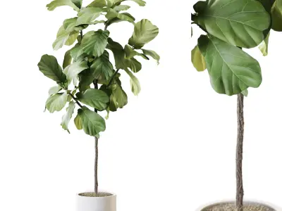 Plant Collection Vol 59