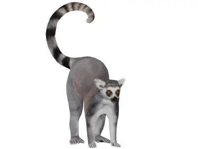 Ring Tailed Lemur Low-poly 3D model
