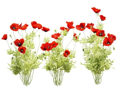 Field poppy 3D model