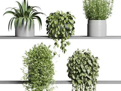wall plant hanging plants collection Indoor plant 3D model