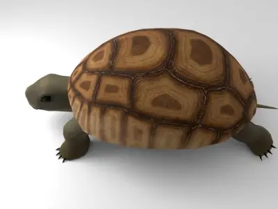Land Turtle Low-poly 3D model