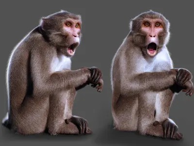 Rhesus Monkey RIG Xgen core 3D model