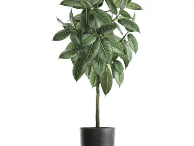 Ficus trees in a pot for the interior 850 3D model