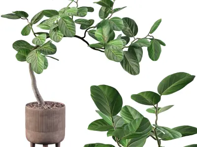 Ficus benghalensis 3D model