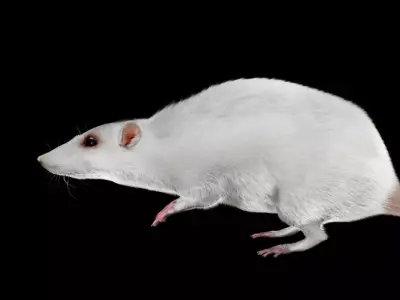 white rat 3d rig model 3D model