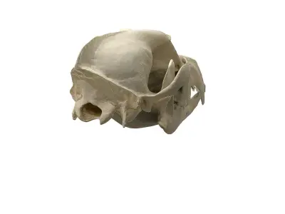 Skull - Dog Low-poly 3D model