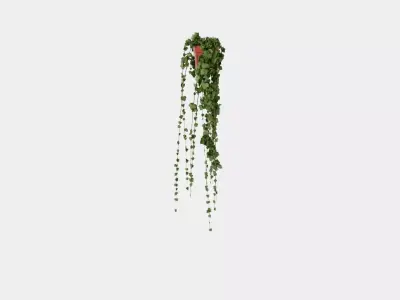 Hedera helix long ranks Low-poly 3D model