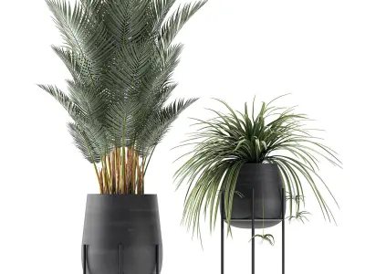 Decorative plants for the interior in white flowerpots 627 3D model