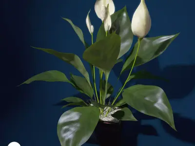 XfrogPlants Peace Lily 3D model