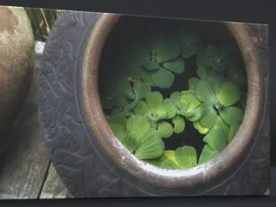 CANVAS PRINT TITLE THAI WATER LILLY 3D model