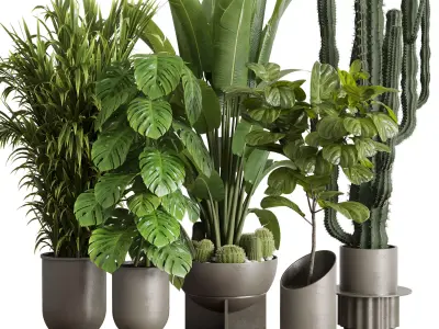 indoor plant set 353 ravenala palm lyrata cactus concrete dirt Low-poly 3D model