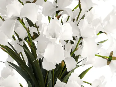 Realistic bouquet of white Iris flowers in a glass vase 365 3D model