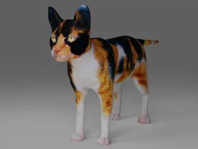 Calico Cat Rigged V4 in Blender  Low-poly 3D model