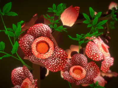 Flower Rafflesia arnoldii  Low-poly 3D model